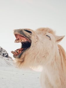 Horse with jaw pain