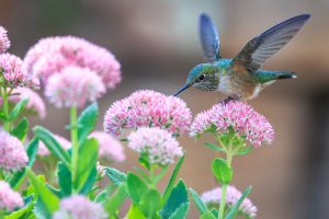 Don't walk instead stroll and slow down to admire the beautiful hummingbird.
