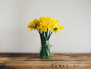 A vase of spring daffodils